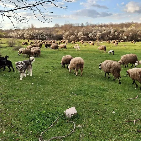 Zavicajna Kuca Sakota - Kozice *