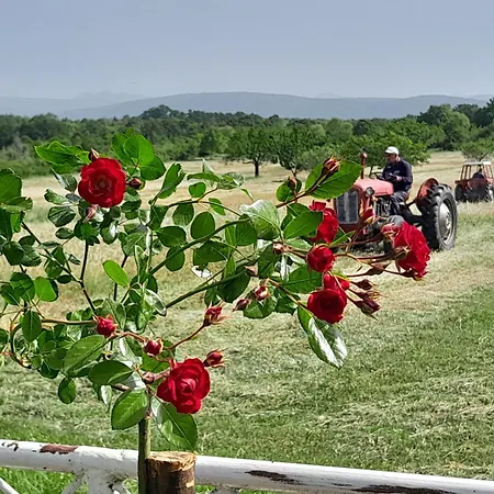 Zavicajna Kuca Sakota - Kozice *