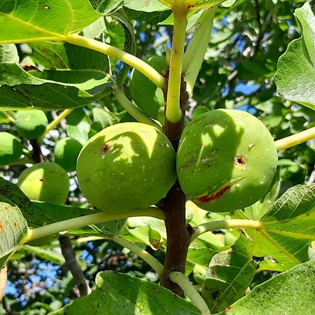 Zavicajna Kuca Sakota - Kozice * Stolac