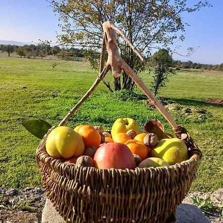 Zavicajna Kuca Sakota - Kozice *